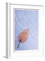 Frozen Leaf in Ice-Donald Paulson-Framed Giclee Print