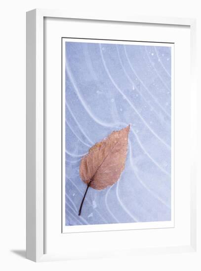 Frozen Leaf in Ice-Donald Paulson-Framed Giclee Print