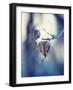 Frozen Love-Anette Schive-Framed Photographic Print