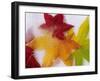 Frozen Maple Tree Leaves-Daisy Gilardini-Framed Premium Photographic Print