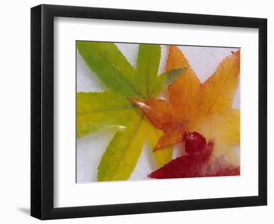 Frozen Maple Tree Leaves-Daisy Gilardini-Framed Photographic Print