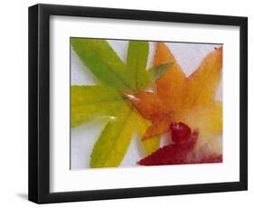 Frozen Maple Tree Leaves-Daisy Gilardini-Framed Photographic Print