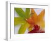 Frozen Maple Tree Leaves-Daisy Gilardini-Framed Photographic Print