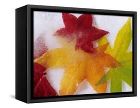 Frozen Maple Tree Leaves-Daisy Gilardini-Framed Stretched Canvas