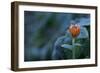Frozen marigold flower on a natural green background-Paivi Vikstrom-Framed Photographic Print