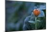 Frozen marigold flower on a natural green background-Paivi Vikstrom-Mounted Photographic Print