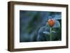 Frozen marigold flower on a natural green background-Paivi Vikstrom-Framed Photographic Print