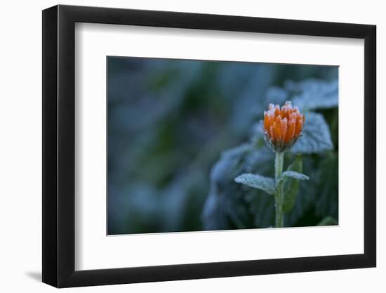 Frozen marigold flower on a natural green background-Paivi Vikstrom-Framed Photographic Print