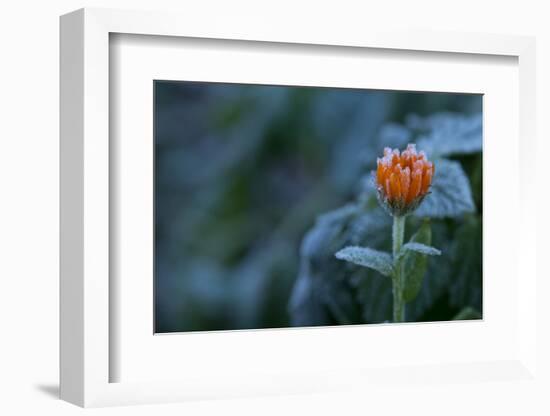 Frozen marigold flower on a natural green background-Paivi Vikstrom-Framed Photographic Print