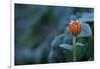 Frozen marigold flower on a natural green background-Paivi Vikstrom-Framed Photographic Print