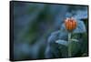 Frozen marigold flower on a natural green background-Paivi Vikstrom-Framed Stretched Canvas