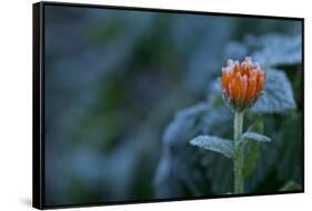 Frozen marigold flower on a natural green background-Paivi Vikstrom-Framed Stretched Canvas