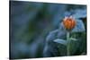 Frozen marigold flower on a natural green background-Paivi Vikstrom-Stretched Canvas