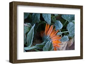 Frozen orange marigold flower with green leaves-Paivi Vikstrom-Framed Photographic Print