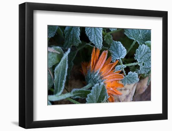 Frozen orange marigold flower with green leaves-Paivi Vikstrom-Framed Photographic Print