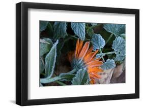 Frozen orange marigold flower with green leaves-Paivi Vikstrom-Framed Photographic Print