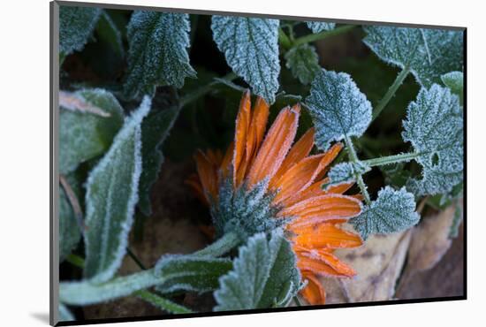 Frozen orange marigold flower with green leaves-Paivi Vikstrom-Mounted Photographic Print