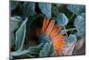 Frozen orange marigold flower with green leaves-Paivi Vikstrom-Mounted Photographic Print