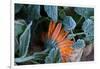 Frozen orange marigold flower with green leaves-Paivi Vikstrom-Framed Photographic Print