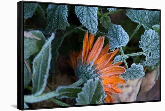 Frozen orange marigold flower with green leaves-Paivi Vikstrom-Framed Stretched Canvas