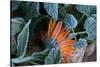 Frozen orange marigold flower with green leaves-Paivi Vikstrom-Stretched Canvas