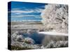 Frozen Pond and Hoar Frost on Willow Tree, near Omakau, Hawkdun Ranges, Central Otago, New Zealand-David Wall-Stretched Canvas