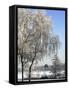 Frozen Pond in Park Landscape with Birch Trees Covered in Hoarfrost, Belgium-Philippe Clement-Framed Stretched Canvas