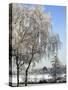 Frozen Pond in Park Landscape with Birch Trees Covered in Hoarfrost, Belgium-Philippe Clement-Stretched Canvas