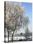 Frozen Pond in Park Landscape with Birch Trees Covered in Hoarfrost, Belgium-Philippe Clement-Stretched Canvas