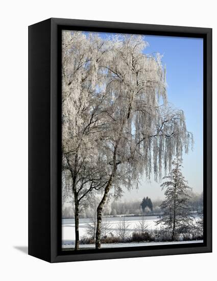 Frozen Pond in Park Landscape with Birch Trees Covered in Hoarfrost, Belgium-Philippe Clement-Framed Stretched Canvas