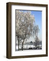 Frozen Pond in Park Landscape with Birch Trees Covered in Hoarfrost, Belgium-Philippe Clement-Framed Photographic Print