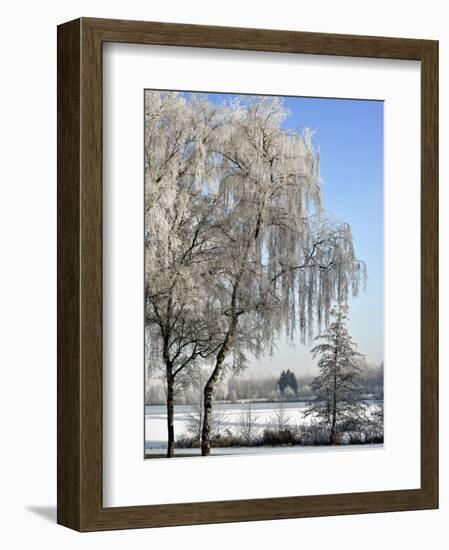 Frozen Pond in Park Landscape with Birch Trees Covered in Hoarfrost, Belgium-Philippe Clement-Framed Photographic Print