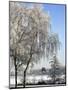 Frozen Pond in Park Landscape with Birch Trees Covered in Hoarfrost, Belgium-Philippe Clement-Mounted Photographic Print