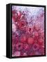 Frozen Raspberries-Chris Sch?fer-Framed Stretched Canvas