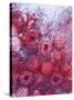 Frozen Raspberries-Chris Sch?fer-Stretched Canvas