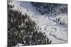 Frozen River Through Spruce Forest in Alaska-Paul Souders-Mounted Photographic Print