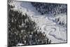 Frozen River Through Spruce Forest in Alaska-Paul Souders-Mounted Photographic Print