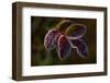 Frozen rose leaves on a dark background-Paivi Vikstrom-Framed Photographic Print