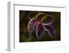 Frozen rose leaves on a dark background-Paivi Vikstrom-Framed Photographic Print