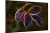 Frozen rose leaves on a dark background-Paivi Vikstrom-Mounted Photographic Print