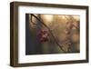 Frozen rowan berries in sunlight backlit, bokeh background-Paivi Vikstrom-Framed Photographic Print