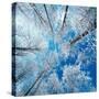 Frozen Sky-Philippe Sainte-Laudy-Stretched Canvas