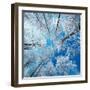Frozen Sky-Philippe Sainte-Laudy-Framed Premium Photographic Print