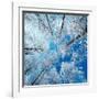 Frozen Sky-Philippe Sainte-Laudy-Framed Premium Photographic Print