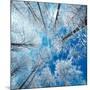 Frozen Sky-Philippe Sainte-Laudy-Mounted Premium Photographic Print