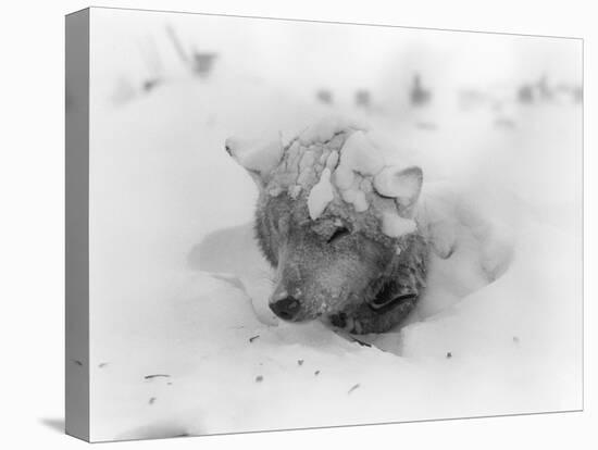 Frozen Sled Dog-null-Stretched Canvas