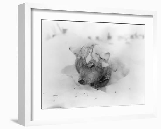 Frozen Sled Dog-null-Framed Photographic Print