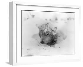 Frozen Sled Dog-null-Framed Photographic Print