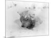 Frozen Sled Dog-null-Mounted Photographic Print