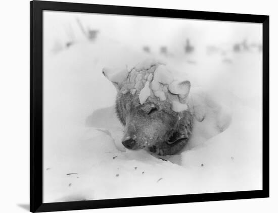 Frozen Sled Dog-null-Framed Photographic Print